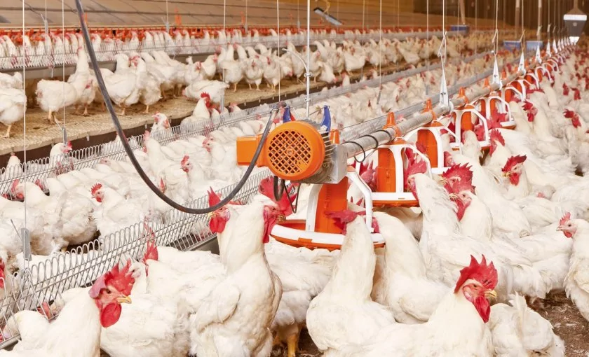 Современные технологии обращения с отходами птицефабрик