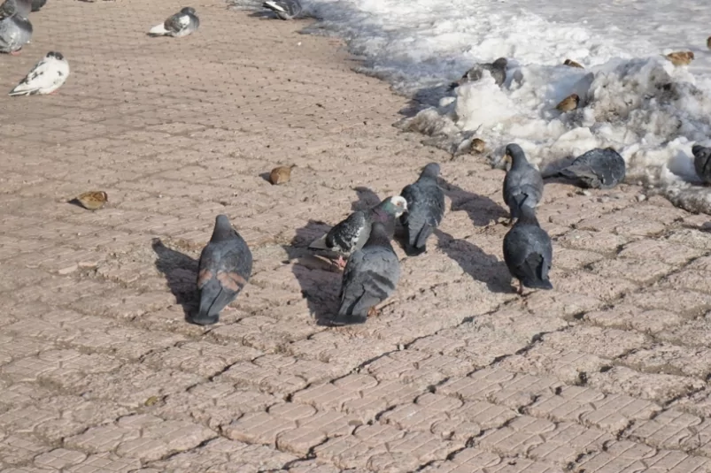 технологии производства инсинераторов компании "Эко-Спектрум"