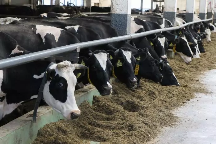 Сортировка и переработка отходов в мире