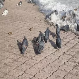 Массовая гибель лесных голубей в Краснодарском крае