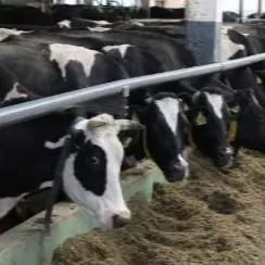 Кровь инфицированных животных – как ее утилизируют?