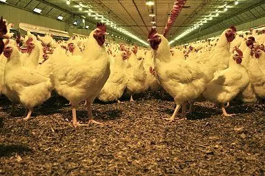 Утилизации отходов инкубаториев