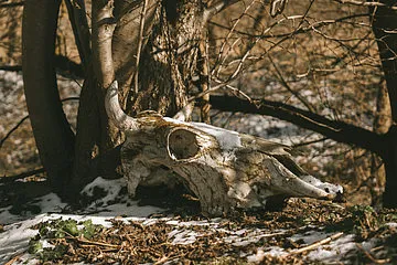 Почему нужны крематоры для биоотходов